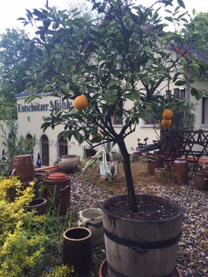 Eutschützer Mühle Bannewitz - Orangenbaum…